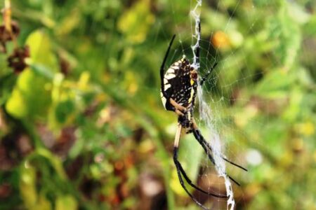Garden Friendship with a Yellow Agriope Spider Image